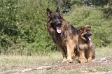 BERGER ALLEMAND 154